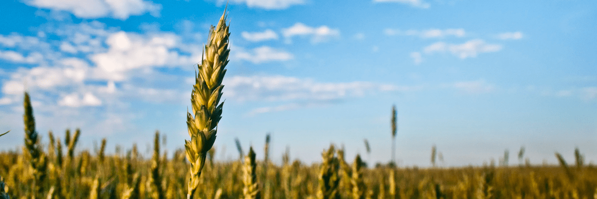 Governo zera tarifas de importação de milho e soja até 1º tri de 2021